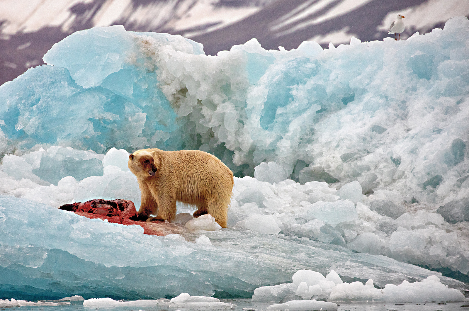 POLAR BEAR AND IVORY GULL